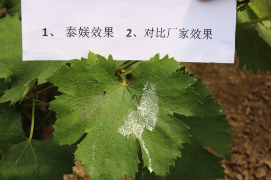 【专稿】成亿&ldquo;欧媄&rdquo; 这两款产品是如何比翼双飞脱颖而出