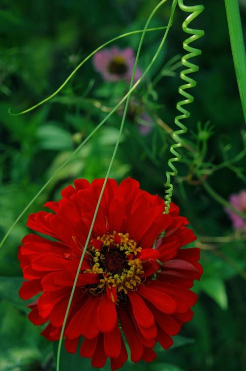 藤与花